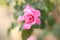 Pretty pink rose on single stem