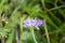 A pretty, pink scabiosa flower, taken in the UK