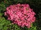 Pretty Pink Sunlit Azalea Flowers in April in the Garden