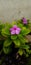 Pretty Pink  vinca flower with leaves plant