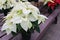 Pretty pink, white and red poinsettia plants on wood tables, helping to usher in the holidays