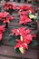 Pretty pink, white and red poinsettia plants on wood tables, helping to usher in the holidays