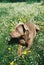 Pretty pit bull dog lying in flowers and grass outside on a sunny day. Side view of man`s best friends enjoying the outdoor