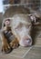 Pretty pitt bull dog portrait lying on floor. Man`s best friends looks tired, sad and lonely inside house. Staffordshire Pitbull