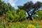 Pretty plants and trees with stunning vibrant colours, Forty Hall, Uk