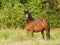 Pretty Pony In Paddock