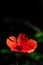 Pretty poppy in a field