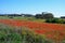 Pretty poppy field near Dingli Cliffs, Malta.