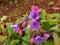 Pretty Pulmonaria Saccharata / Mrs Moon / Bethlehem Lungwort Flowers