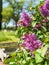 Pretty Purple Butterfly Flowers and A Blurred Background