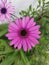 Pretty purple Cape Daisy flower detailed shot