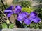 Pretty Purple Clematis Flowers in the Shade in Spring in April