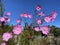 Pretty Purple Cosmos Flowers on a Sunny Clear Day in October