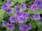 Pretty purple cranesbill geranium flowers