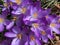 Pretty Purple Crocus Flowers in February