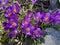 Pretty Purple Crocus Flowers in February on a Sunny Day Before Spring