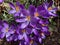 Pretty Purple Crocuses in the Sunlight