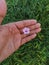 Pretty purple flower ipomoea triloba on hand