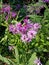 Pretty Purple Flowers edging the forest