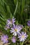 Pretty purple Grecian Balkan Anemone flowers close-up