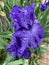 Pretty Purple Iris Flower in the Rain in Spring