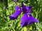 Pretty Purple Iris Flower in Spring in June
