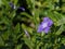 Pretty purple periwinkle flower with copy space