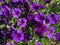 Pretty Purple Petunia Flowers in Spring in June