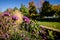 Pretty purple pink Praire Phlox wildflowers growing, intentional