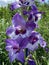 Pretty Purple and White Gladiolus Flowers in Summer in July