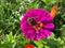 Pretty Purple Zinnia Flower and Bee