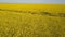 Pretty purposeful girl running on the path among yellow fields - aerial view. Hair is waving in the wind.