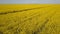 Pretty purposeful girl running on the path among yellow fields - aerial view. Hair is waving in the wind.