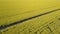 Pretty purposeful girl running on the path among yellow fields - aerial view. Hair is waving in the wind.