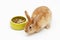 Pretty rabbit with a bowl of food on white background