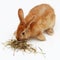 Pretty rabbit eating hay on white background