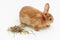 Pretty rabbit with hay on white background