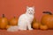 Pretty ragdoll cat with blue eyes sitting between orange pumpkins on an orange background