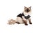 Pretty Ragdoll Cat Sitting in Brown Dress With Faux Fur Collar
