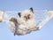 Pretty Ragdoll kitten in miniature hammock