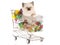 Pretty Ragdoll kitten in shopping cart