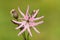 A pretty Ragged-Robin & x28;Lychnis flos-cuculi& x29; flower.