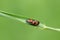A pretty Red and black Froghopper Cercopis vulnerata perching on a blade of grass.