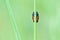 A pretty Red and black Froghopper hidden behind grass- closeup