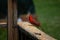 Pretty red cardinal sitting on the railing to my deck