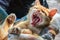 Pretty red cat lying and yawning with open mouth showing fangs and teeth