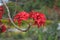 Pretty red flowers