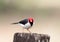Pretty red headed bird - yellow billed cardinal looking directly into camera