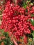 Pretty Red Holiday Berries During December in Winter