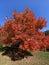 Pretty Red Maple Tree With Blue Sky in November in Autumn